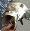 CHATREUSE SHAD BARRA AT FAUST.gif (41626 bytes)